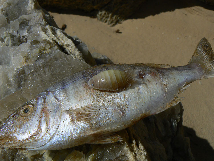 Parassita su pesce spiaggiato: Anilocra sp.